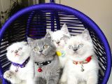 Safkan British Shorthair Bebekler
