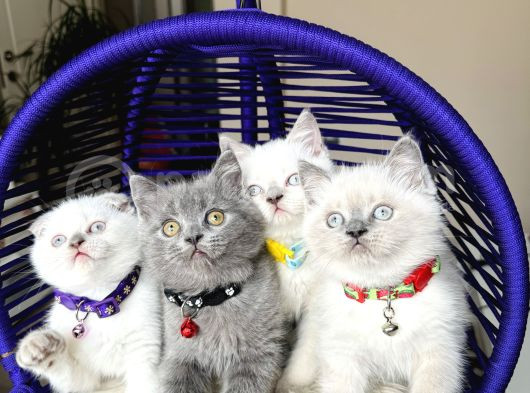 Safkan British Shorthair Bebekler görsel