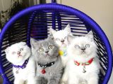 Safkan British Shorthair Bebekler