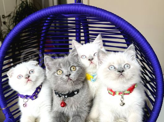 Safkan British Shorthair Bebekler