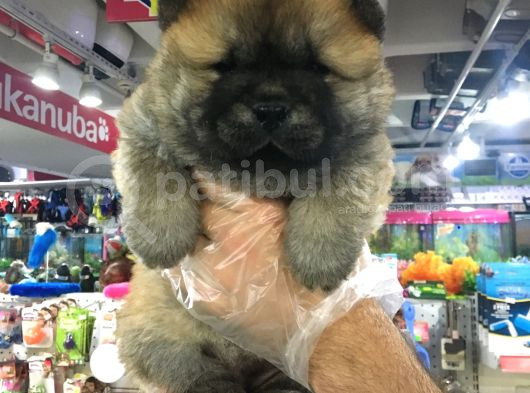 Süper Chow Chow Yvarulari Vonalp Garantsi̇si̇yle