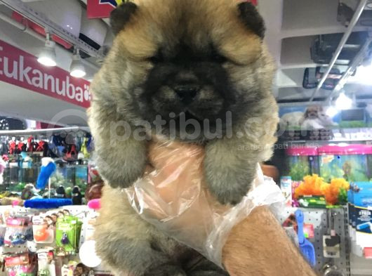 Süper Chow Chow Yvarulari Vonalp Garantsi̇si̇yle görsel