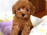 Kıpkırmızı Red tooy poodle sevimli yavrular 