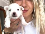 Mini boy maltese yavrular