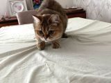 Safkan British Shorthair Golden