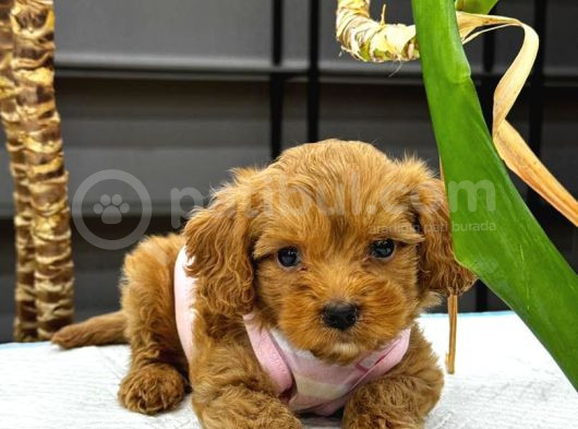 Kahve Tonlu Mini Boy Puppy Sevimli Yavrular Malti̇po Ci̇nsi̇ 