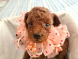 Top Poodle Yavrularımız