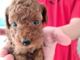 Top Poodle Yavrularımız