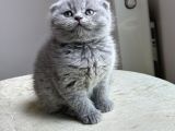 Anne altından safkan 5 adet