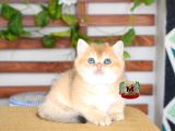 BRİTİSH SHORTHAIR dİŞİ GOLDEN