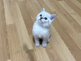Sağlıklı oyuncu lynx point