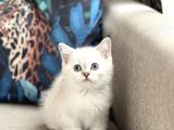 AŞIRI GÜZEL BRİTİSH SİLVER POİNT YAVRUM HER İLE GÖNDERİM