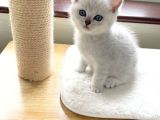 ADNAN OKTARIN GERÇEK KEDİLERİ