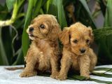 Petshop Mağazamızdan Kampanyalı Maltipo Yavrularım