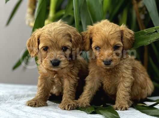Petshop Mağazamızdan Kampanyalı Maltipo Yavrularım