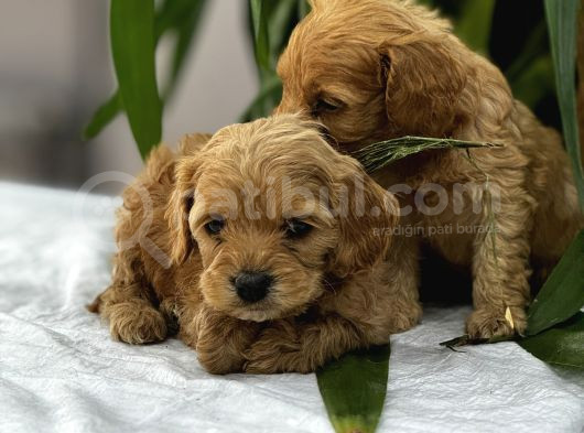 Petshop Mağazamızdan Kampanyalı Maltipo Yavrularım görsel