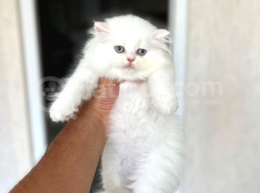 Ayi Surat Sevecen Bri̇ti̇sh Longhai̇r Yavrumuz görsel