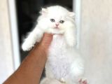 Ayi Surat Sevecen Bri̇ti̇sh Longhai̇r Yavrumuz