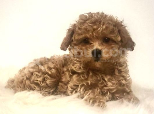 Mini Boy Puppy Kıpkırmızı Red Tooy Poodle  görsel