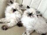 British Longhair Chocolate Point Yavrular