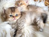 GOLDEN BRITISH longhair yavru