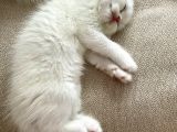 Bembeyaz British Shorthair Yavrular