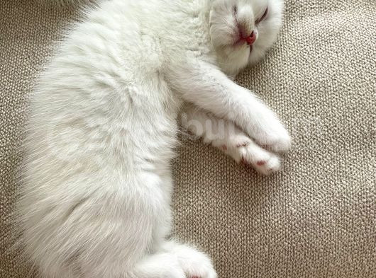 Bembeyaz British Shorthair Yavrular görsel