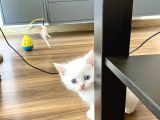 Bembeyaz British Shorthair Yavrular