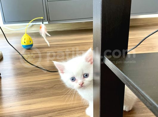 Bembeyaz British Shorthair Yavrular görsel