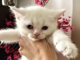 Bembeyaz British Shorthair Yavrular