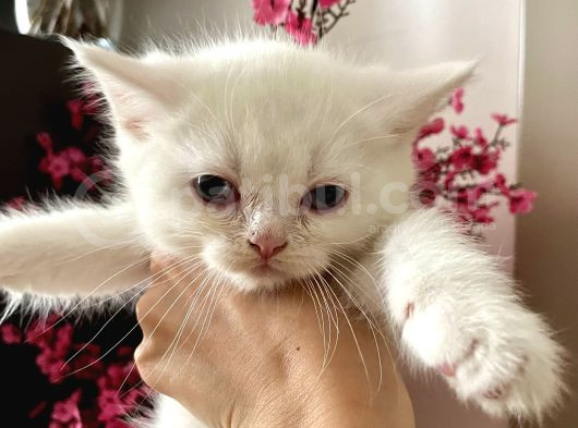 Bembeyaz British Shorthair Yavrular görsel