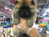 Safkan Chow Chow Yavrulari