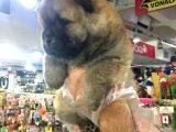 Safkan Chow Chow Yavrulari