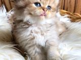 Golden British Longhair Yavru
