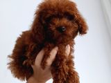 Toy Poddle