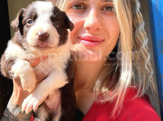 Her Renk Border Collie Yavru görsel