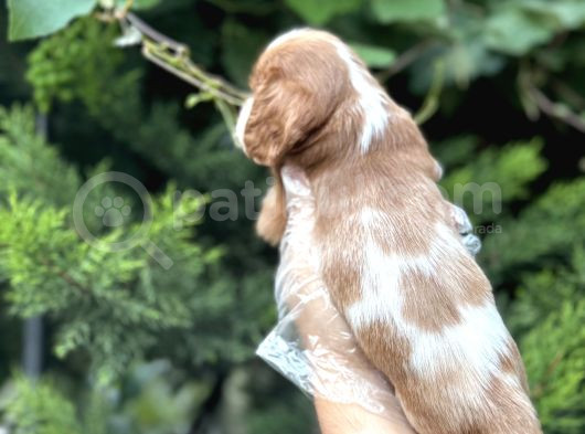 Safkan Ki̇ng Charles Yavrulari görsel