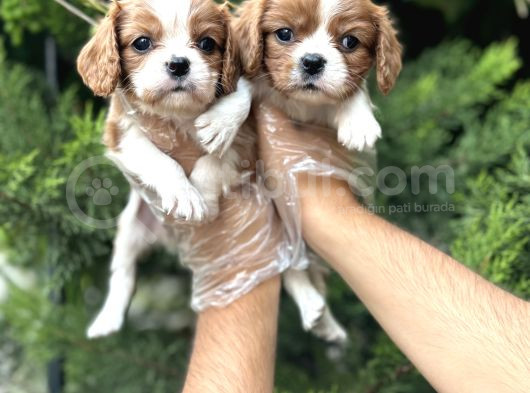 Safkan Cavalier King Charles Yavruları