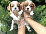 Safkan Cavalier King Charles Yavruları