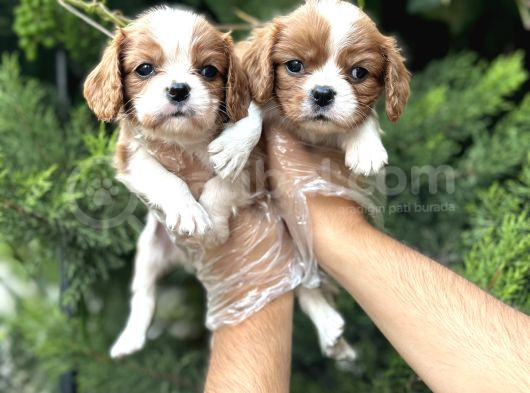 Safkan Cavalier King Charles Yavruları görsel