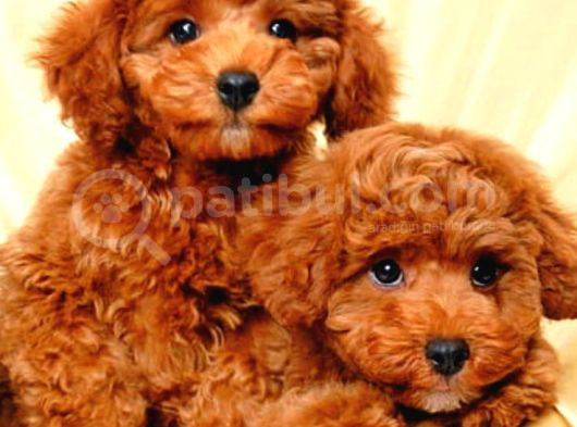 Kıpkırmızı Red Tooy Poodle Sevimli Yavrular  görsel