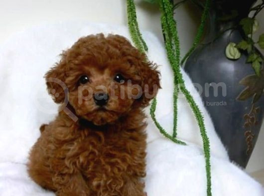 Kıpkırmızı Red tooy poodle sevimli yavrular 
