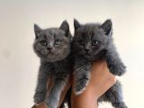 Ayı Kafa Tosun British Shorthair Çeşit Çeşit Bebekler