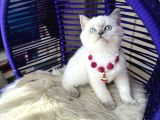 British Shorthair Bluepoint Yavrular