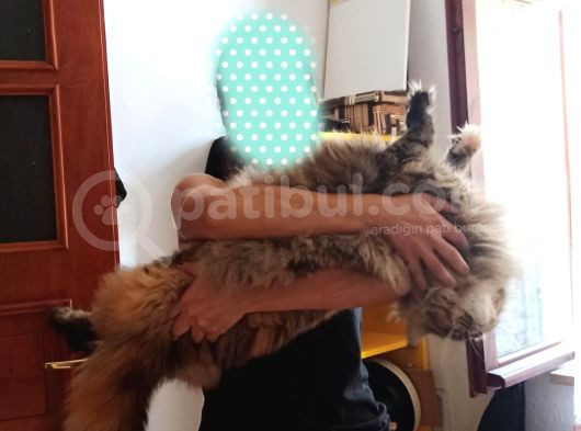 Dernek Kayıtlı Full Secereli Aşıları Tamam Erkek görsel