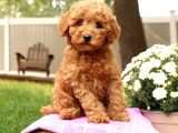 Kıpkırmızı Red tooy poodle sevimli yavrular 