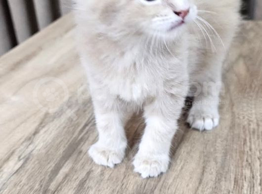 Saflan  Secereli Seceresiz Maine Coon Yavruları görsel