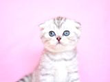 Asil Soydan Silver Scottishfold