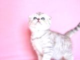 Asil Soydan Silver Scottishfold