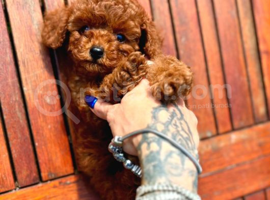 Gerçek Dark Red Brown Toy Poodle Yavrularimiz